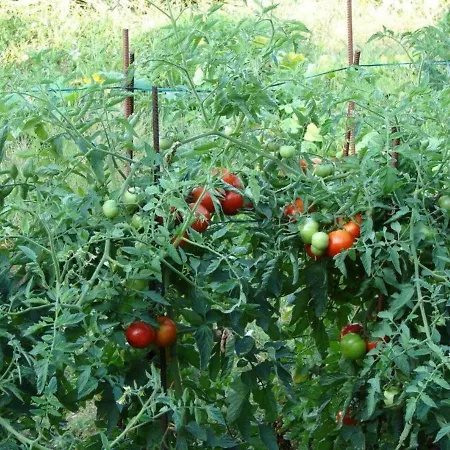 Lejlighed Dino Lopud