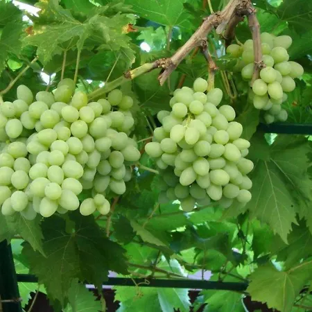 Lejlighed Dino Lopud