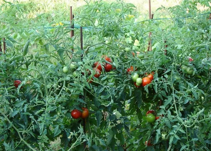 Apartment Dino Lopud