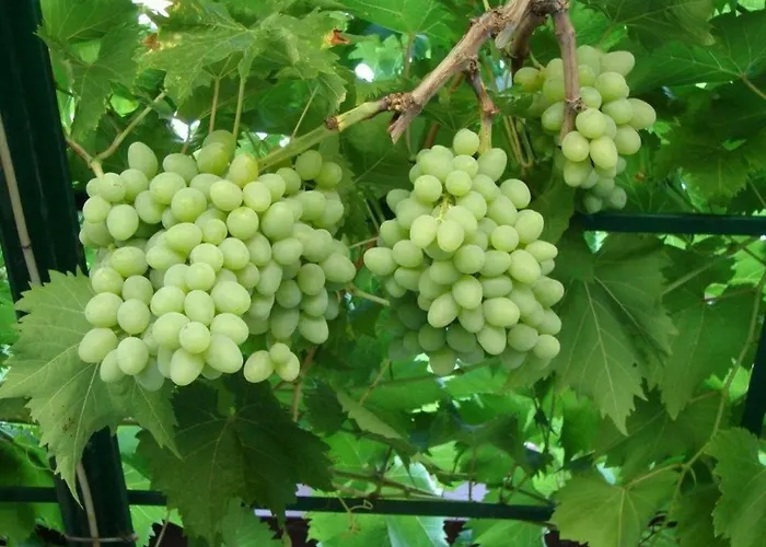 Apartment Dino Lopud